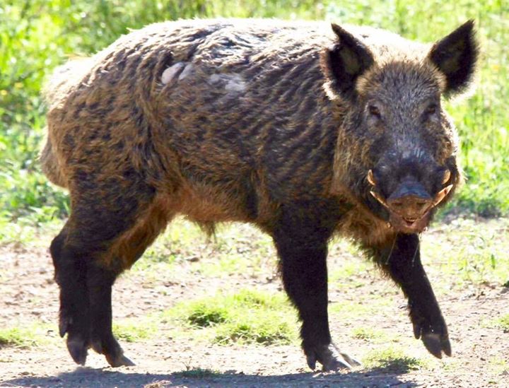 a splendid hog